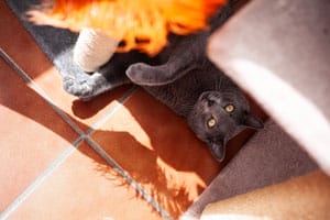 petsitter profesional en cubelles