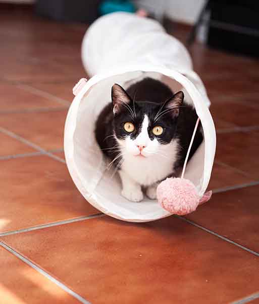 Black And White Cat With Tongue Out